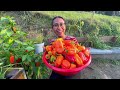 PANEN PAPRIKA SELOYANG DI KEBUNKU BERLIMPAH BANGET!!