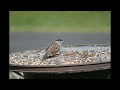 Golden-crowned Sparrows April 26, 2023