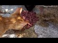 Hungry Street Cats of Dubrovnik Croatia - Feeding Stray Cats