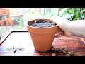 How To Plant Snowdrops In Pots | Complete Planting Guide | Balconia Garden