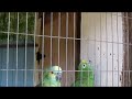 Two parrots talking
