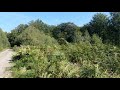 Birken arbeiten sich durch dichten Farnbewuchs nach Fichtenmonokultur