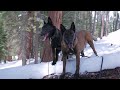 Belgian malinois, dark sable.