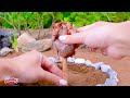 Catch and Cook Tiny Frog in Miniature Kitchen - Delicious Frog with Tomato in Watermelon Recipe