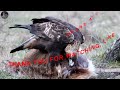 Krívajúci orol a myšiak The lame eagle & buzzard