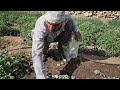 IRAN nomadic life | Watering the garden by Nader and picking vegetables for the house | Nomadic life
