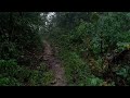 Relaxation rain forest instantly sleeping, Asmr rain sounds, Relaxing sounds