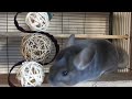 Avoid These Mistakes With Your Chinchilla!