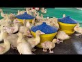 Thousands Of Ducks Are Raised For Meat This Way - DUCK FARMING - DUCK