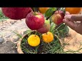 How To Grafting Apple With Orange Fruit To Apple Tree, how to grow fruits