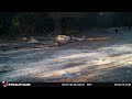 Trail Camera Tasmania Devil
