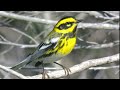 Townsend's Warbler Song Video: Bird Songs Western North America-Relaxing Nature Sounds