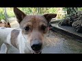 Hilarious Cats and Dogs 😹🐶 Funniest Animals 2024 🤣