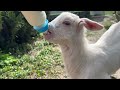 Cute baby goat drinks milk from a bottle and wags its tail funny