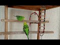 3 Hours of Budgies Singing Playing and Talking - Play For Your Budgie!