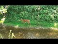 Tiny Local CREEK FISHING