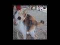 😍🐶 Funniest Dogs and Cats 🐱🐈 Best Funny Animal Videos 2024 # 20
