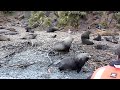 South Georgia / Elsehul - Fur Seal Fighting