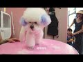 2024 Chó Phốc Sóc Mini 😍 Funny and Cute Pomeranian 😺🐶 | cute animals102