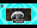 Guess 50 Jungle Animals in 3 Seconds | Animal Quiz | Quiz Life