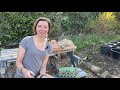 How to Grow: Potatoes in Pots / Homegrown Garden