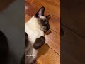 Siamese cat Quinn’s cute way of sleeping #shorts