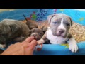 Extreme puppy fight over water