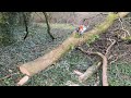 This was Sketchy! Ash tree went the wrong way! Stihl 500i the chainsaw for this one.