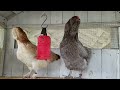 Meet My Chicken Flock Raptor Ranch Dec 2023