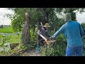 Cut  overgrown sycamore trees on the side of the road that obscure visibility [Cleanup Overgrown]