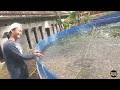 begini cara Kang Ajat hasilkan ratusan ribu bibit ikan nila untuk kolam biofloknya | BELAJAR BIOFLOK