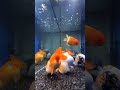 Hungry Goldfish