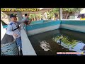 Mancing ikan nila super rakus di kolam,,, Strike bertubi-tubi ‼️😱