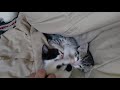 basil's Kittens