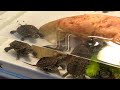 【亀飼育】自然孵化したクサガメベビーたちのエサやり！