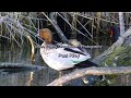 Australian Wildlife Series - Birds - Ducks