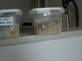 Day 62 of the Rice Experiment (Masaru Emoto)