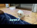 コレなんだ⁉️ 初めてのコタツ　ワタシスキかも🐱