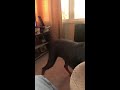 Doberman Barking