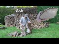Easy Tricks to Identify 9 Common Species' of Firewood