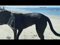 Opie Watching Kayakers Get In The Water | Video Dog Diary