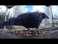 Camera shy blackbird