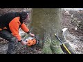 Abattage d'un gros Hêtre câblé avec un tracteur KUBOTA [STIHL ms 500i]