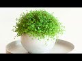 36 Indoor Plants You can grow in Water |Best Indoor plants no need soil to grow |Plant and Planting