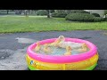 Baby Duck Ducklings|Cute Baby Animal Videos|Ducklings Swim In The Bath