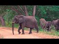 1st Time Seeing African Wild Elephants  | WORLD RIDE DAY 261 | Bayya Sunny Yadav