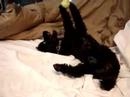 Poodle Holding Tennis Ball With His Paws