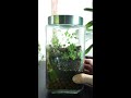 I want this jar to outlive me. One month old closed terrarium update