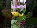 Dragon fruit. Blooming Flowers after rain!! Nature Mini Vlog.