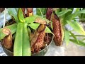Nepenthes Basics: How to Grow Nepenthes Carnivorous Pitcher Plants